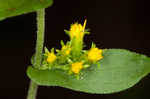 Eared goldenrod